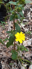 Hibbertia pilosa