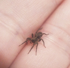 Alopecosa albofasciata