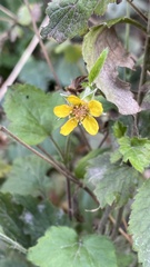 Geum urbanum