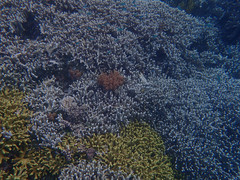 Porites cylindrica