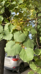 Tilia cordata