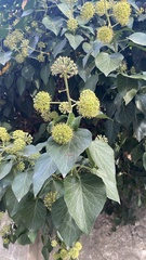 Hedera helix