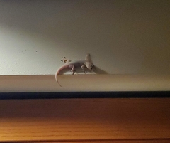 Gehyra mutilata
