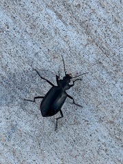 Calosoma