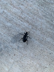 Calosoma