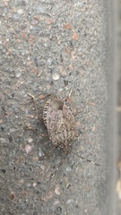 Halyomorpha halys