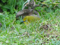 Zosterops poliogastrus