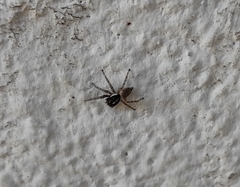 Menemerus semilimbatus