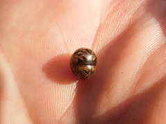 Glomeridae