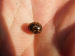Glomeridae