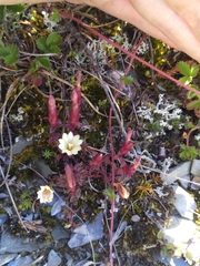 Gentiana scabrida