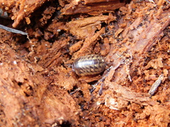 Glomeridae