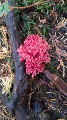 Ramaria araiospora
