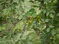 Dioscorea oppositifolia