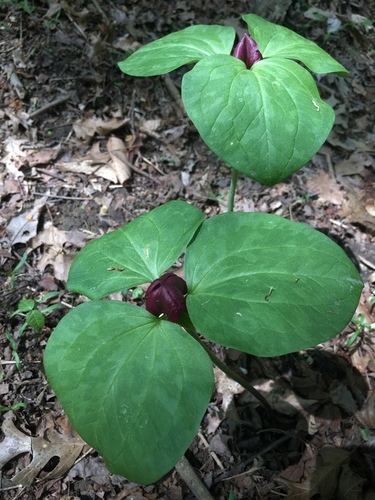 prairie trillium