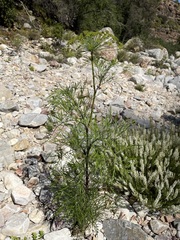 Notobubon tenuifolium