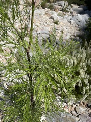 Notobubon tenuifolium