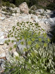 Notobubon tenuifolium