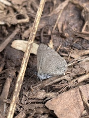 Pseudonacaduba sichela