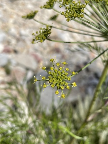 Image of Notobubon tenuifolium by (c) Matt Berger, some rights reserved (CC BY)