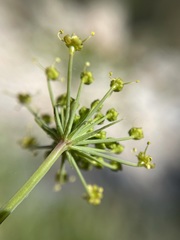 Notobubon tenuifolium