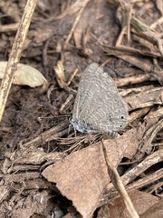 Pseudonacaduba sichela