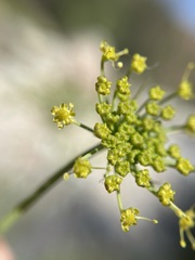 Notobubon tenuifolium
