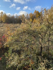 Hippophae rhamnoides
