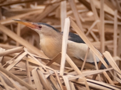 Ixobrychus minutus