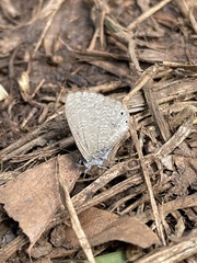 Pseudonacaduba sichela