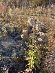 Cirsium arvense