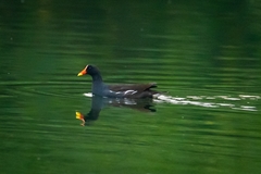Gallinula chloropus meridionalis