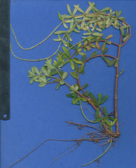 Peperomia galioides