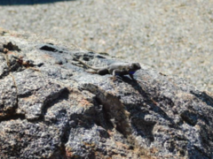 Sceloporus occidentalis