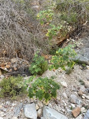 Pelargonium hispidum