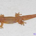 Common Four-clawed Gecko - Photo (c) knotsnake, some rights reserved (CC BY-NC)
