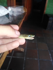 Erythrolamprus epinephalus albiventris