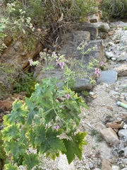 Pelargonium hispidum