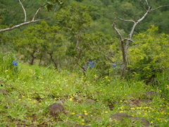 Delphinium malabaricum