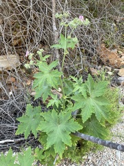 Pelargonium hispidum