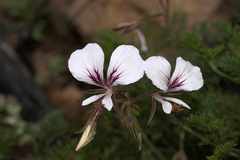 Pelargonium longicaule