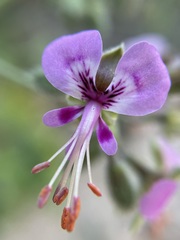 Pelargonium hispidum