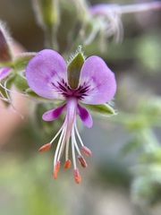 Pelargonium hispidum