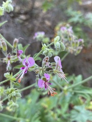 Pelargonium hispidum
