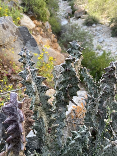 Ceropegia nevillei