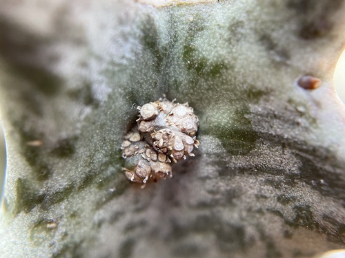 Ceropegia nevillei