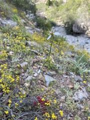 Moraea lilacina