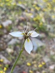 Moraea lilacina