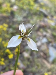 Moraea lilacina