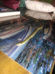 Erythrolamprus epinephalus albiventris